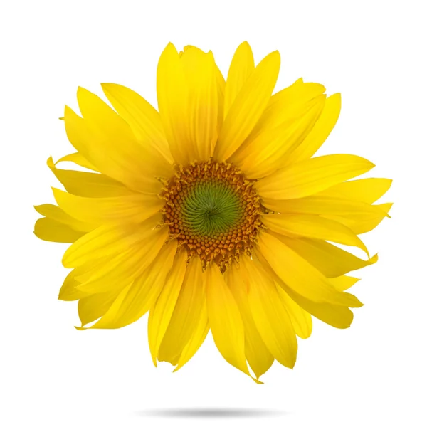 Sonnenblume — Stockfoto