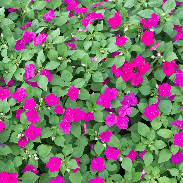 Periwinkle flowers — Stock Photo, Image