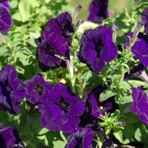 Flor de Petunia — Foto de Stock