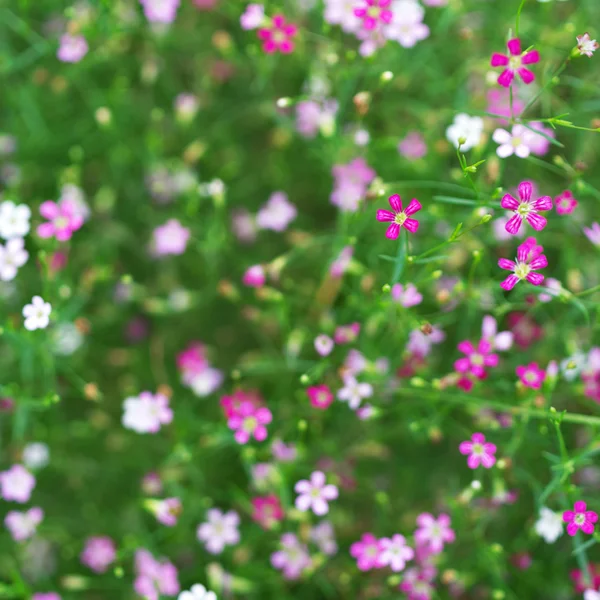 Närbild slöjblomma blomma. — Stockfoto