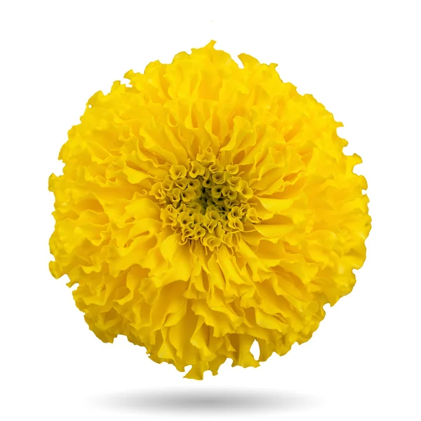 Yellow marigold — Stock Photo, Image