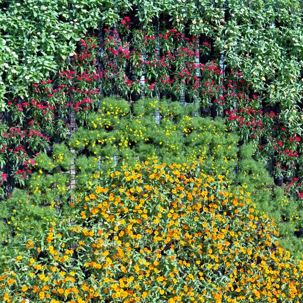 Blomma vägg bakgrund — Stockfoto