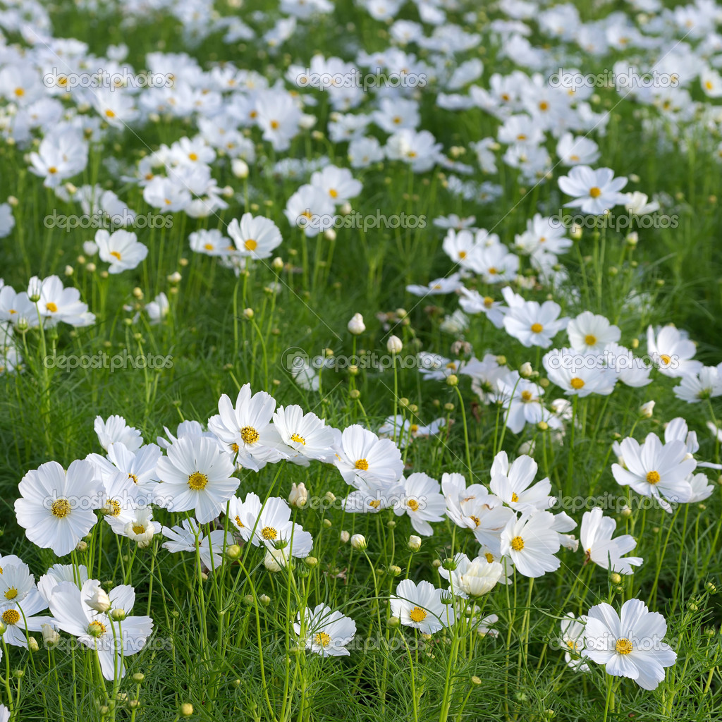 Hermosa flor cosmos blanco: fotografía de stock © nirutdps #39821379 |  Depositphotos