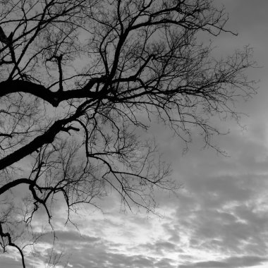 Bir ağacın silueti