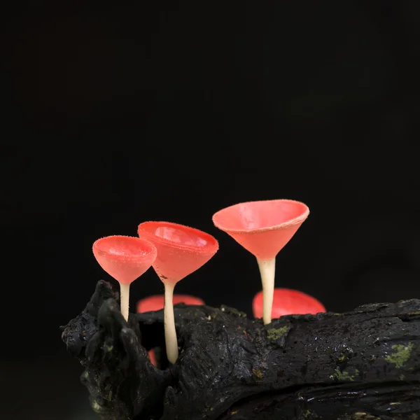 Oranje paddestoel — Stockfoto