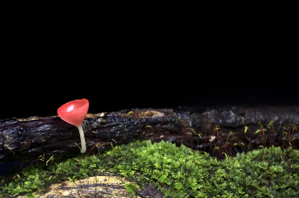 Помаранчевий гриб — стокове фото