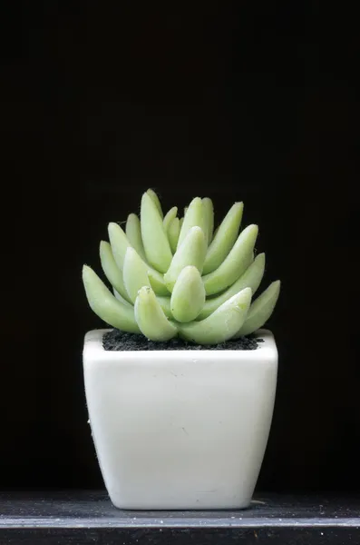 Aloe vera. — Stock Photo, Image