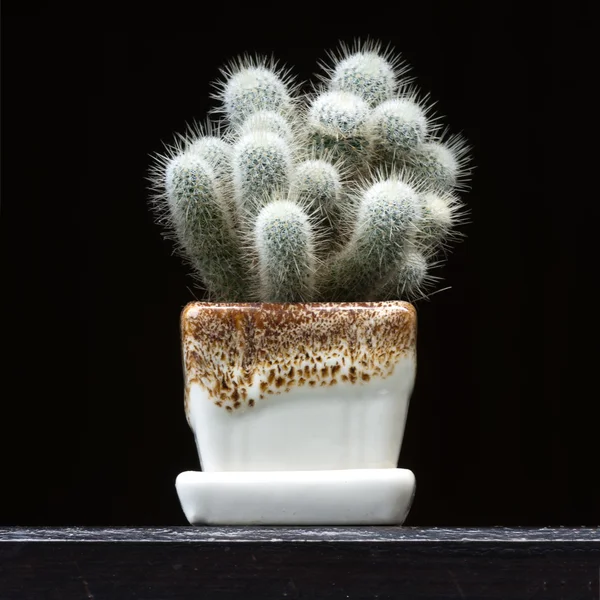 Cactus en una olla — Foto de Stock