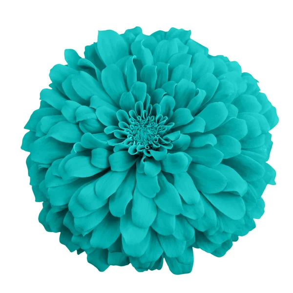 Blaue Chrysantheme — Stockfoto