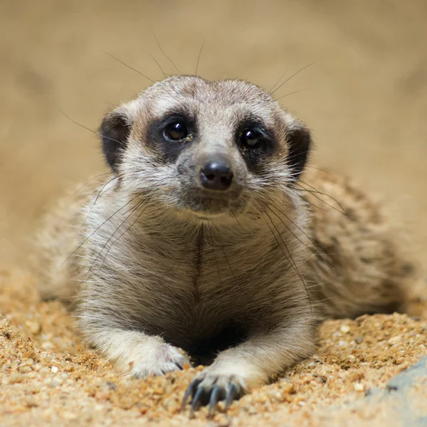 Meerkat. — Foto de Stock