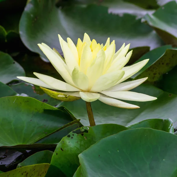 Blossom lotus flower — Stock Photo, Image