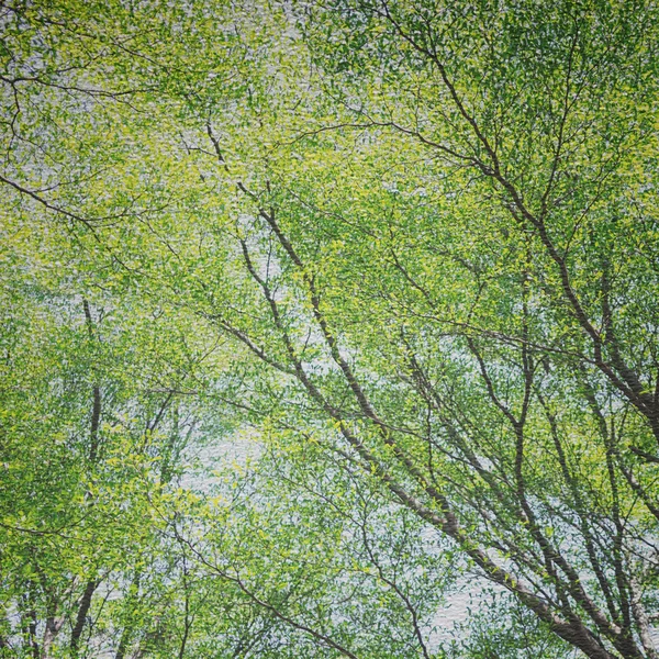 Textured paper with Tree branches — Stock Photo, Image