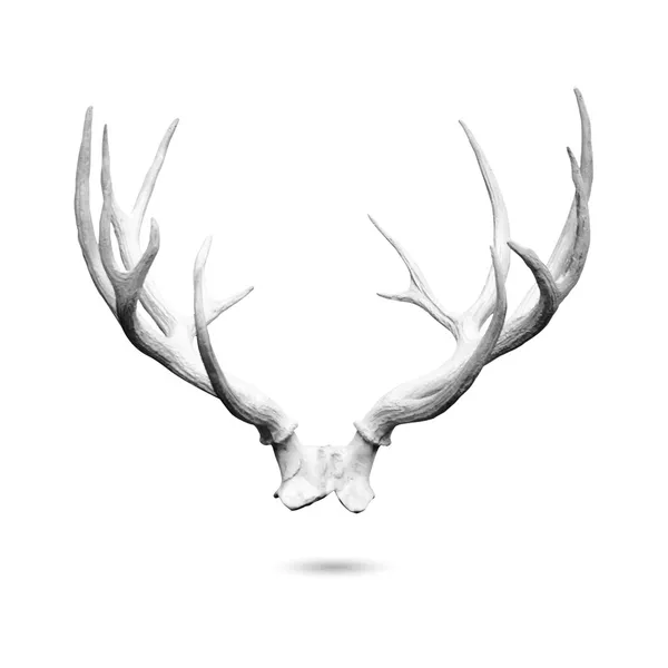 Antler isolated — Stock Photo, Image