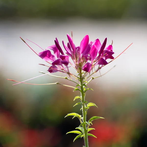 Cleome spinosa kwiat — Zdjęcie stockowe