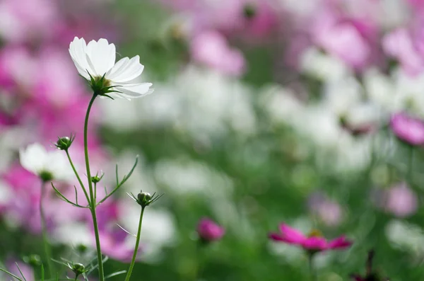 Hermosa flor cosmos blanco — Foto de Stock