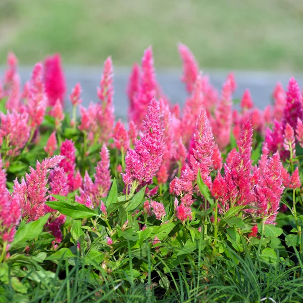 Pink lupine flowers — Stock Photo, Image