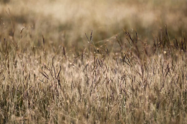 Verse ochtenddauw op een blad — Stockfoto