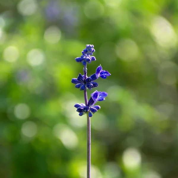 Lavender flowers — Stock Photo, Image