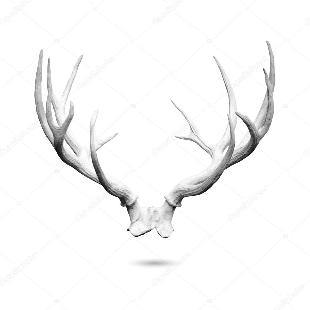 Antler isolated