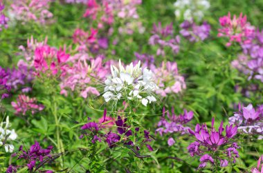 cleome spinosa çiçekler