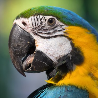 Amerika papağanı papağan