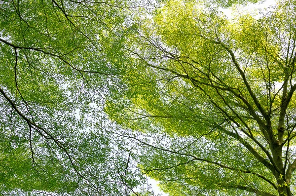 Rami e foglie di sfondo e texture . — Foto Stock