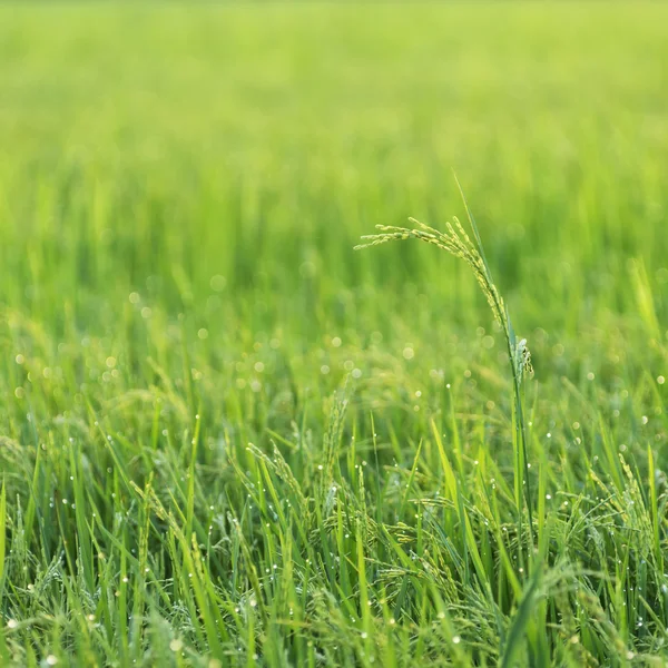 Reisfeld — Stockfoto