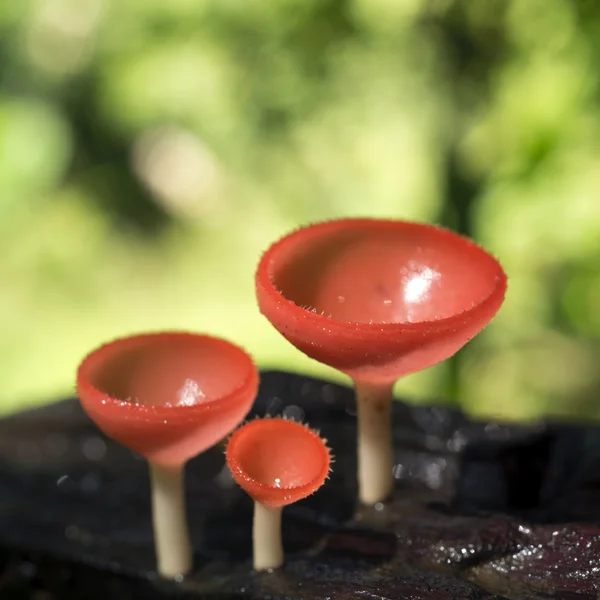 Champagne paddestoelen — Stockfoto