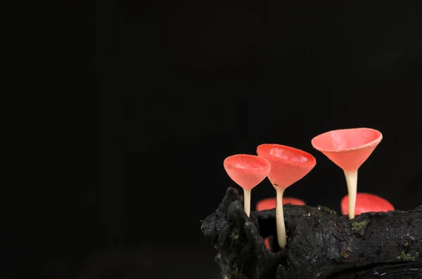 Szampan grzyby — Zdjęcie stockowe
