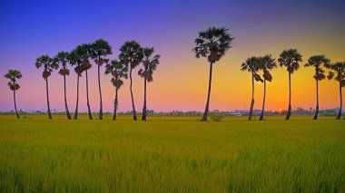 şeker palmiye ağacı