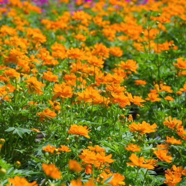 güzel sarı kozmos çiçekleri