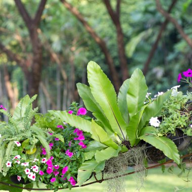 Asplenium nidus Bahçe 