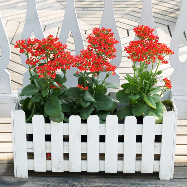 Kalanchoe. — Fotografia de Stock