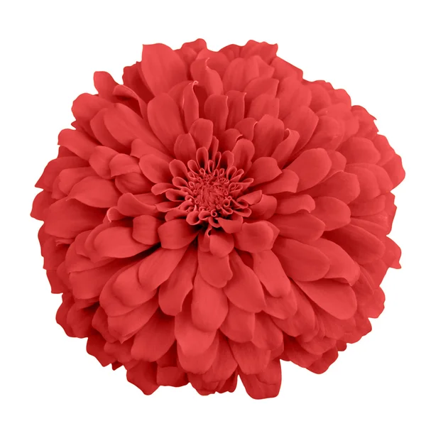 Rode chrysant — Stockfoto