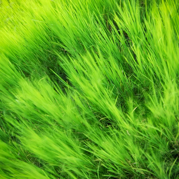 Green Nature — Stock Photo, Image