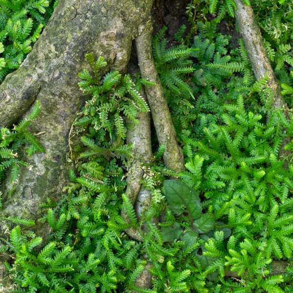 Sfondo della natura — Foto Stock