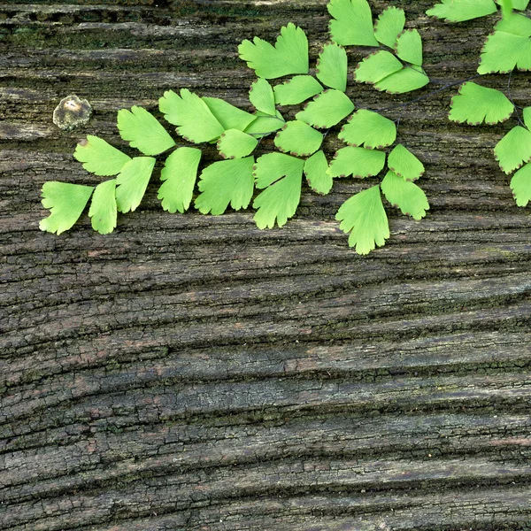 旧木长满了苔藓 — 图库照片