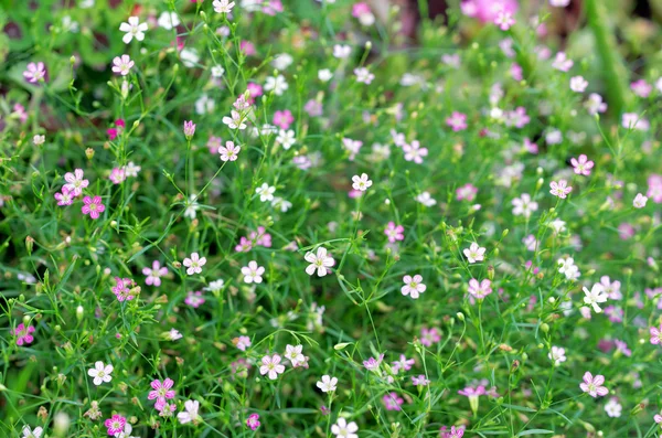 Closeup gypsophila flower. — Stock Photo, Image