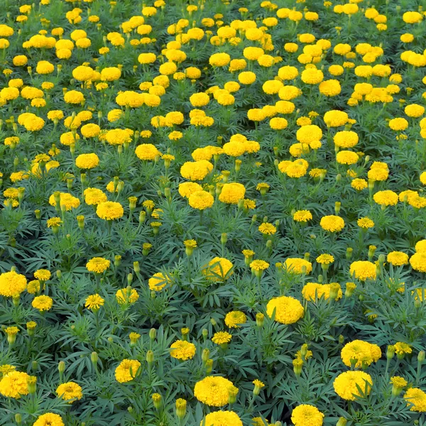 Yellow marigold — Stock Photo, Image