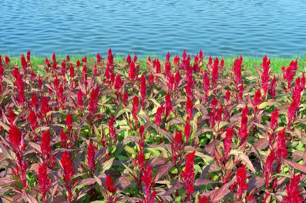 Cockscomb, flores de lã China . — Fotografia de Stock