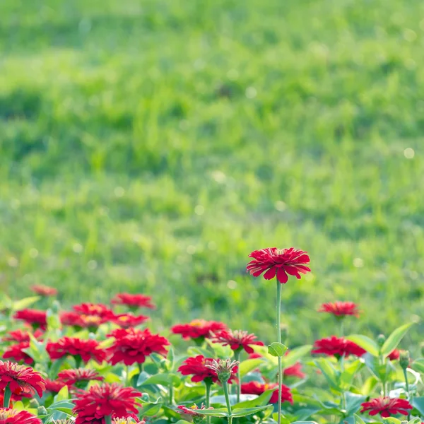 Rode chrysant — Stockfoto