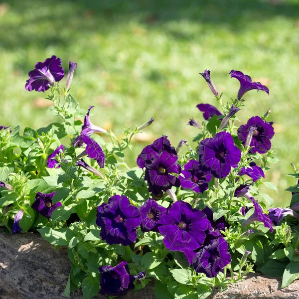 Flor de Petunia — Foto de Stock