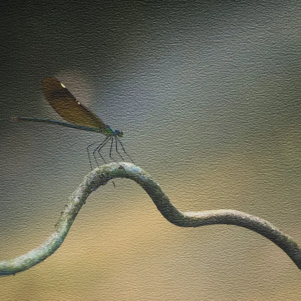 Textura papíru s vážka — Stock fotografie