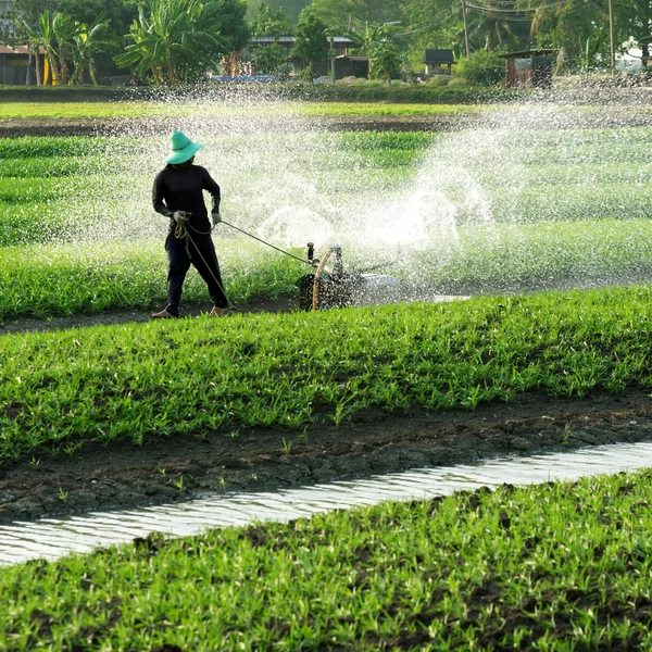 Asian Vegetable Garden — Stock Photo, Image