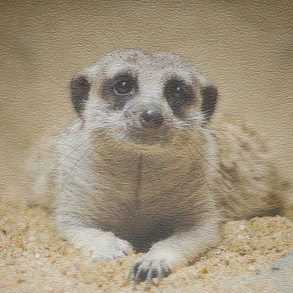 Χαρτί υφή με meerkat — Φωτογραφία Αρχείου