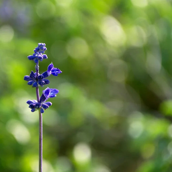 Lavender flowers — Stock Photo, Image