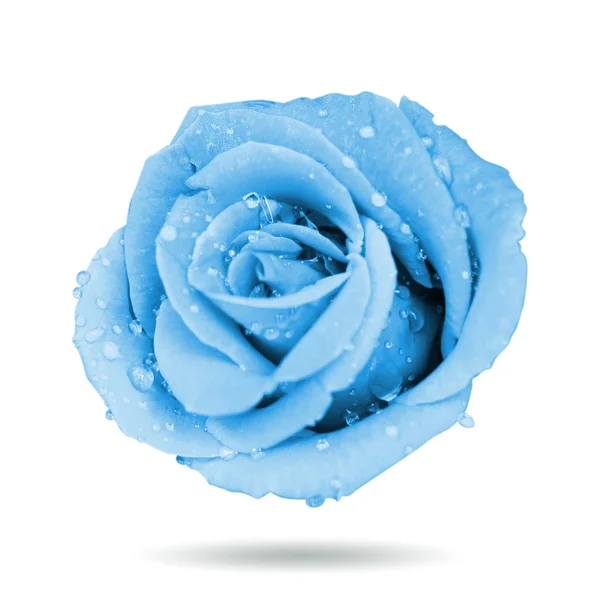 Blue rose — Stockfoto