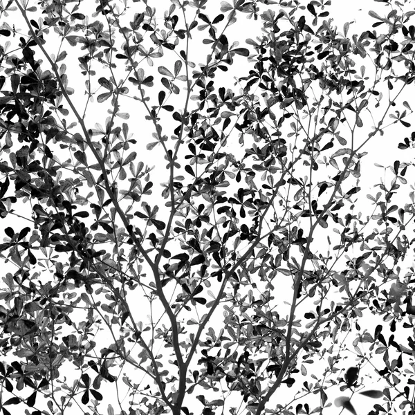 branches and leaves