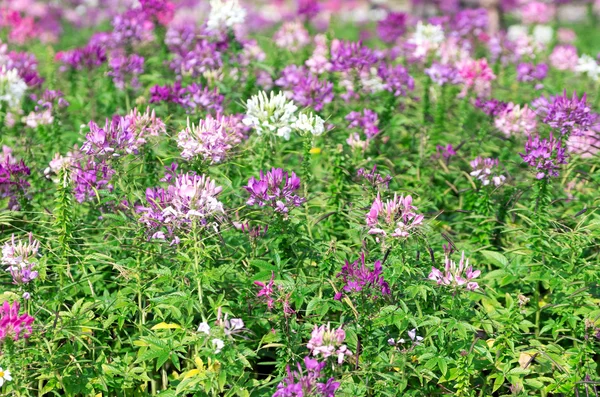 Cleome Spinosa Flower — Stock Photo, Image