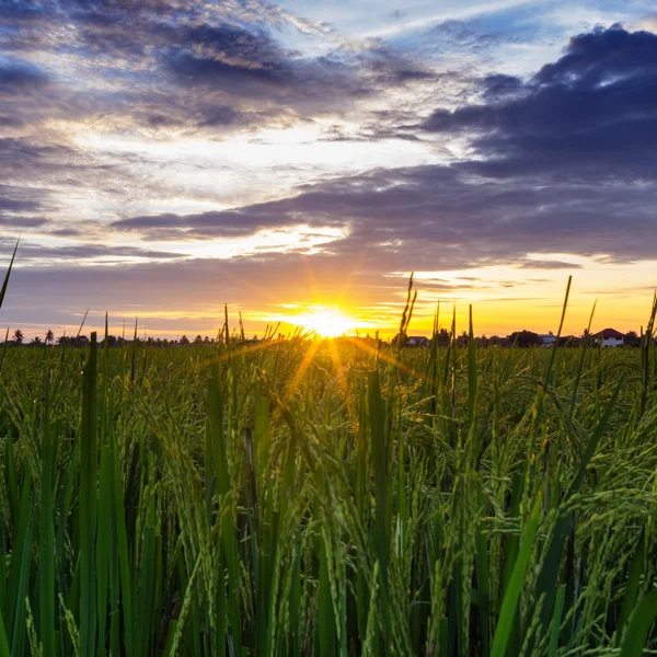 Reisfeld — Stockfoto